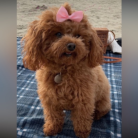 Meet your Posher, Benafshah - Picture 1 of 1